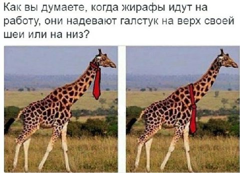 Как вы думаете, когда жирафы идут на работу, они надевают галстук на верх своей шеи или на низ?