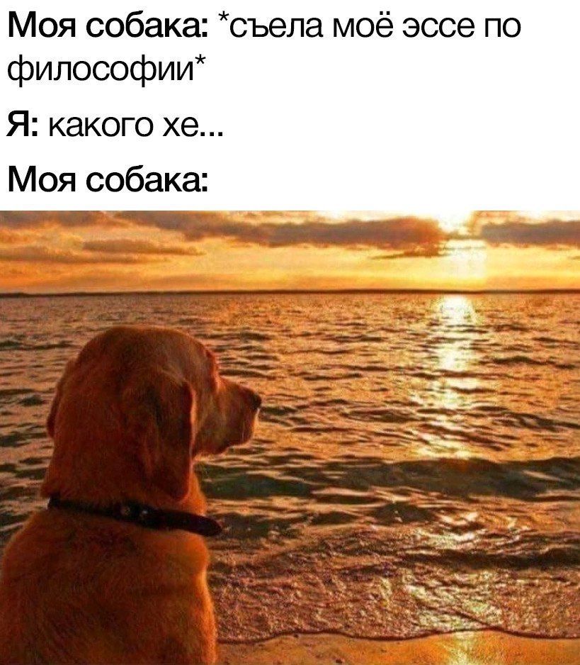 age Моя собака: *съела моё эссе по и Я: какого Моя собака: a