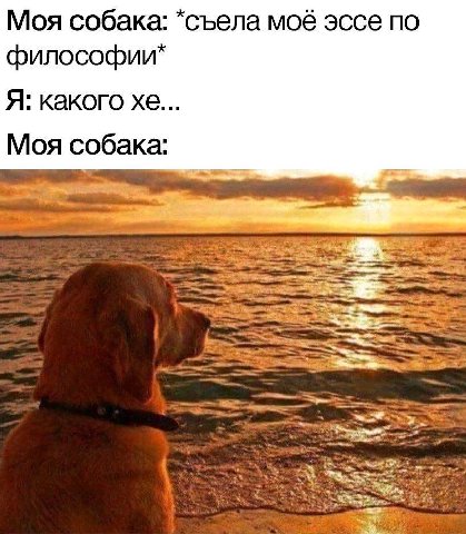 age Моя собака: *съела моё эссе по и Я: какого Моя собака: a