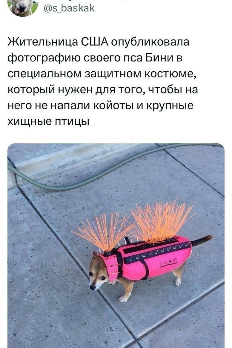 @s_baskak Жительница США опубликовала фотографию своего пса Бини в специальном защитном костюме, который нужен для того, чтобы на него не напали койоты и крупные хищные птицы