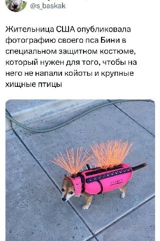 @s_baskak Жительница США опубликовала фотографию своего пса Бини в специальном защитном костюме, который нужен для того, чтобы на него не напали койоты и крупные хищные птицы