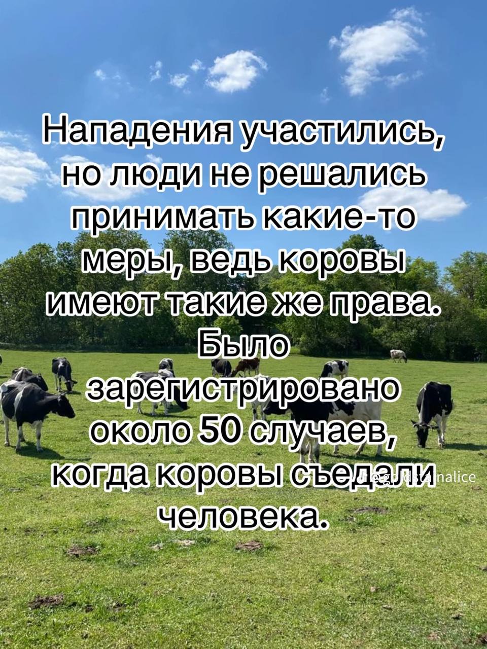 Нападенияучастились но какие-то имею) права аев, коровы, sen И. ‘человека.