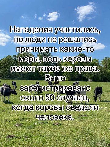 Нападенияучастились но какие-то имею) права аев, коровы, sen И. ‘человека.