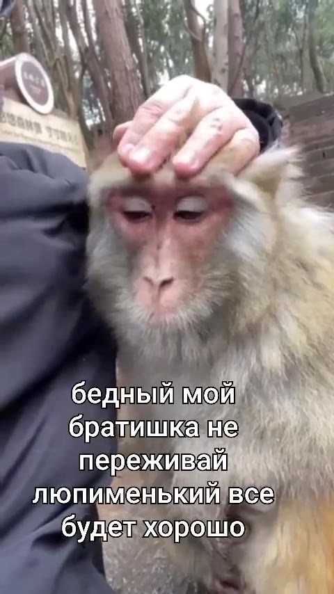 братишкане 1% переживай 1 будет хорошо ’ люпименький все. Ч люпиненекий Bee | бедный мой ть О бращиика не