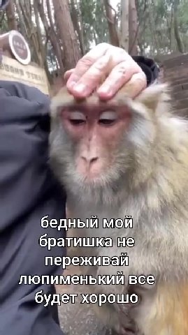 братишкане 1% переживай 1 будет хорошо ’ люпименький все. Ч люпиненекий Bee | бедный мой ть О бращиика не