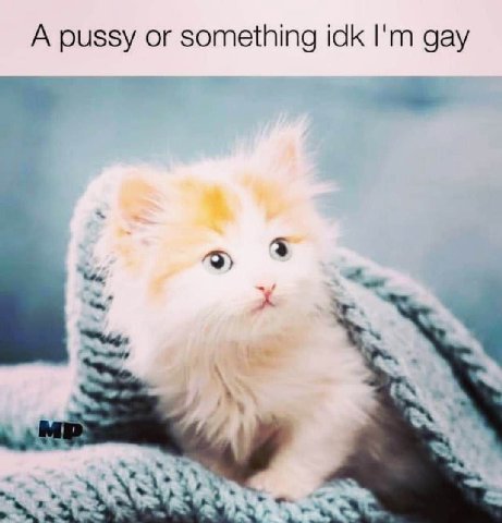 А pussy or something idk gay
