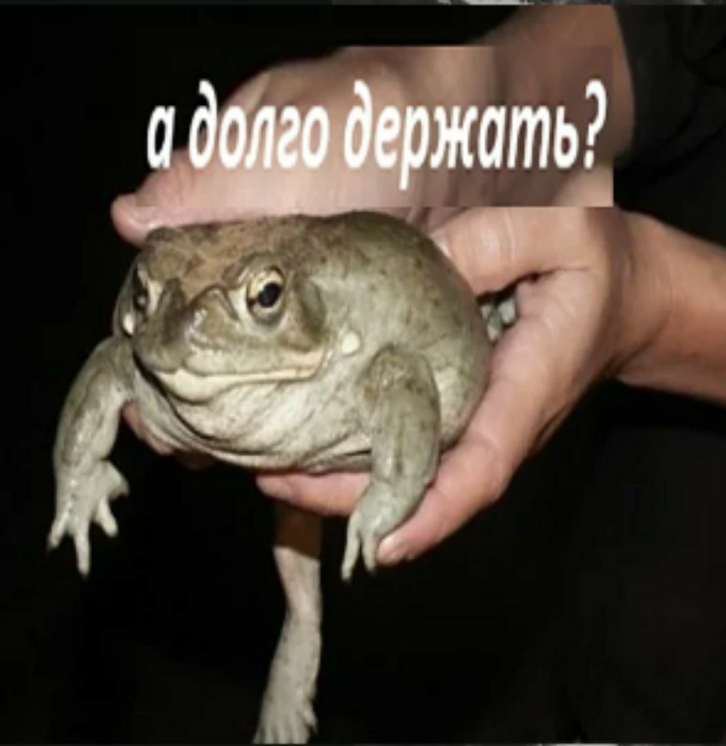 doneo держать?