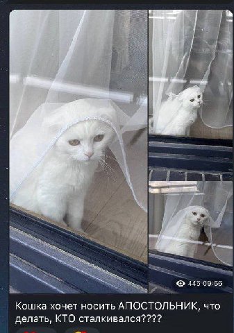 _В A a 4, 415 09:56 Кошка хочет носить АПОСТОЛЬНИК, что делать, КТО сталкивался????
