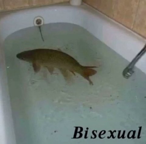 Bisexual