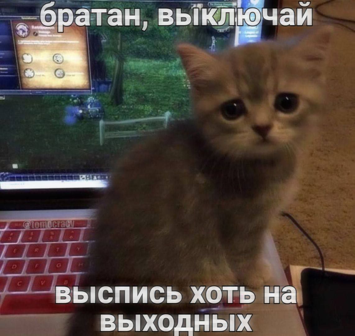 прости котик нонет