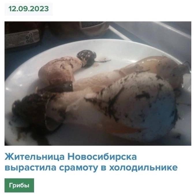 12.09.2023 4 Жительница Новосибирска вырастила срамоту в холодильнике