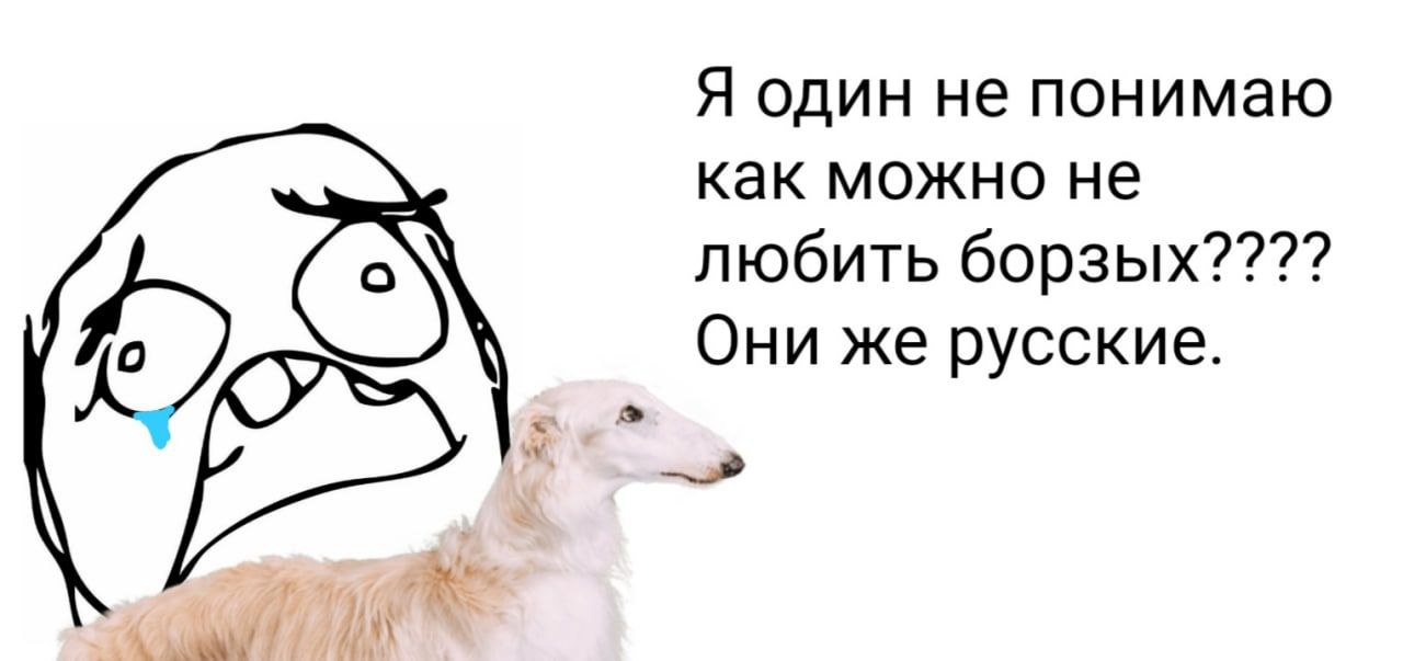 Я один не понимаю как можно не любить борзых???? Они же русские.