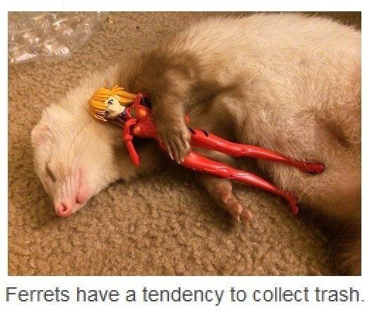 48 А. Ferrets have a tendency to collect trash