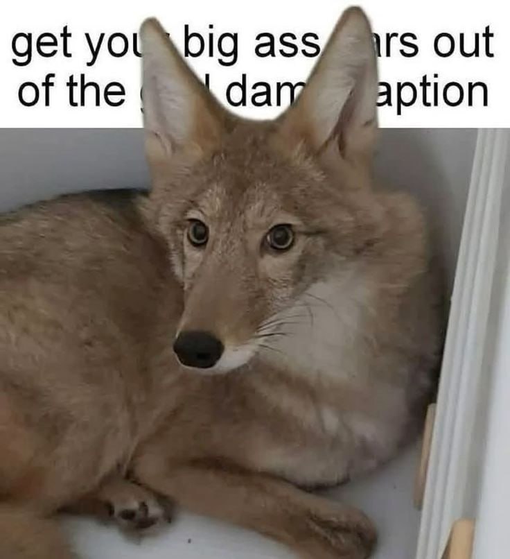 out get ass of the dary ption