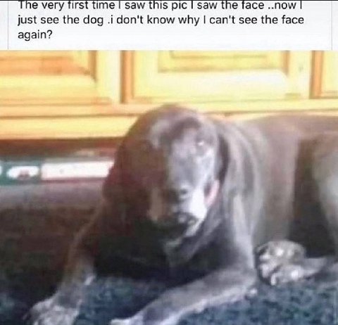 The very Tirst time saw this pic saw the face ..now just see the dog .i don't know why can't see the face again?