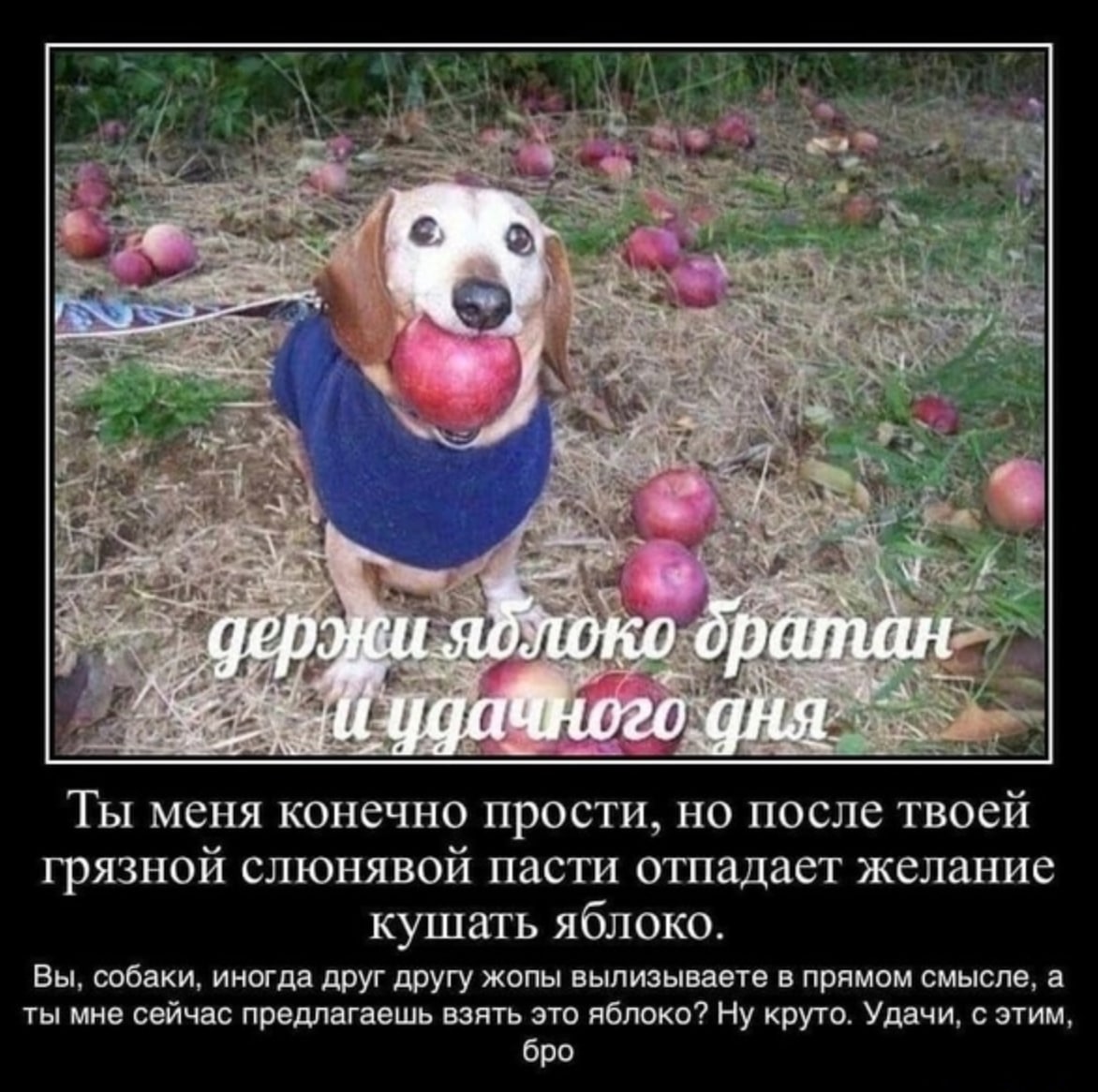 братан; (77 Ты меня конечно прости, но после твоей грязной слюнявой пасти отиадаст желание кушать яблоко. Вы. собаки. иногда друг другу жопы вылизываете в прямом смысле. а ты мне сейчас предлагаешь вз