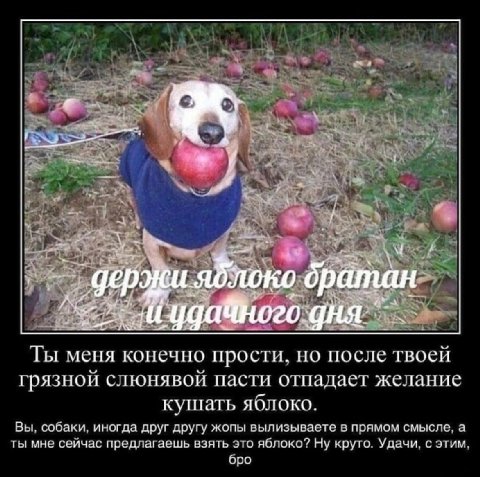 братан; (77 Ты меня конечно прости, но после твоей грязной слюнявой пасти отиадаст желание кушать яблоко. Вы. собаки. иногда друг другу жопы вылизываете в прямом смысле. а ты мне сейчас предлагаешь вз
