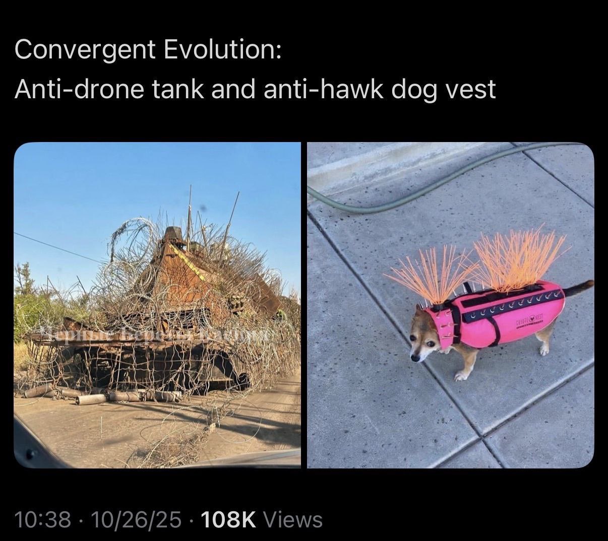 Convergent Evolution: Anti-drone tank and anti-hawk dog vest 10:38 10/26/25 Views