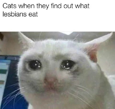 Cats when they find out what lesbians eat