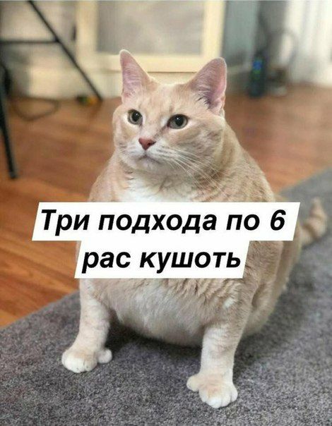 к Три подхода no 6 рас кушоть