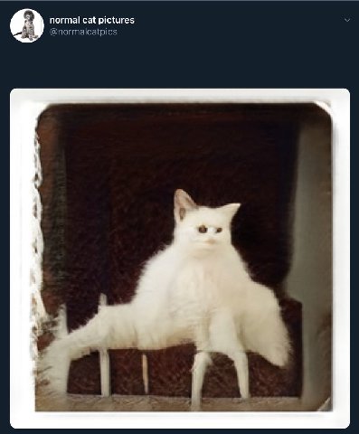 normal cat pictures
