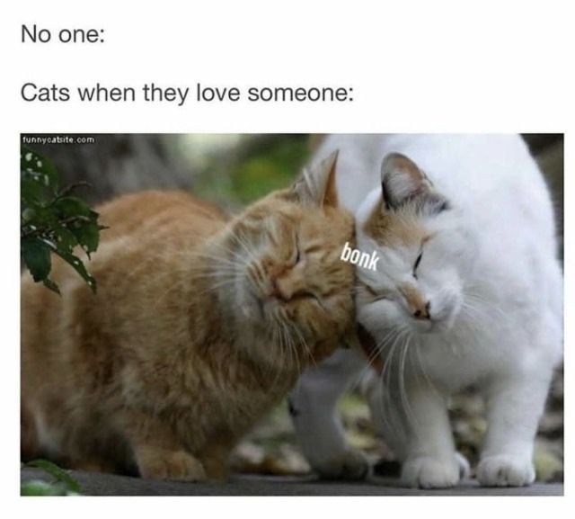 No one: Cats when they love someone: bony