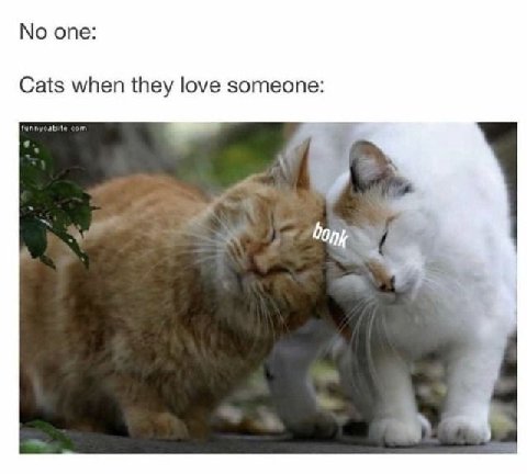No one: Cats when they love someone: bony