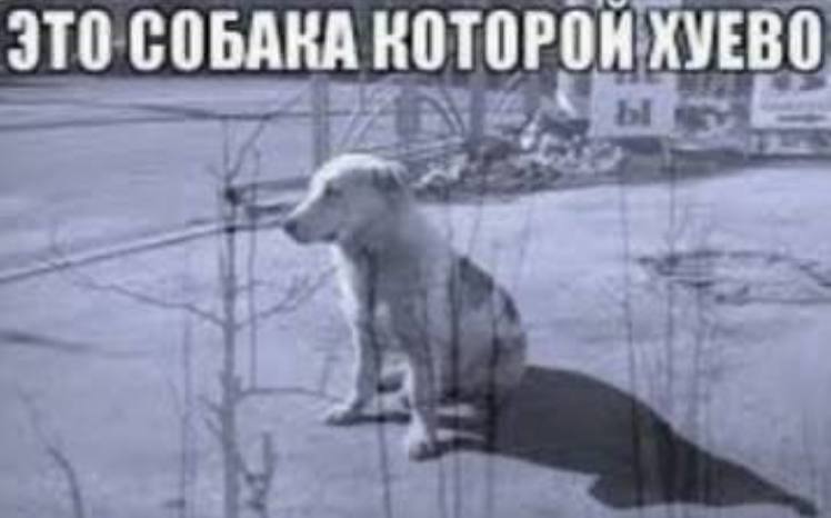 ЭТО СОБАКА КОТОРОН KVEBO