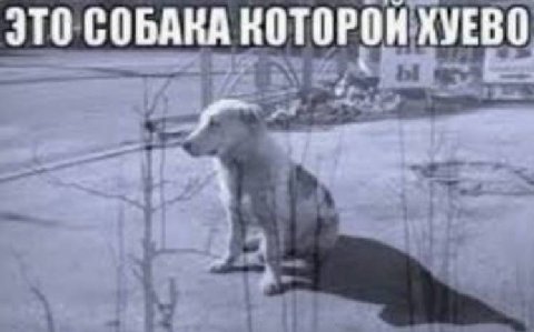 ЭТО СОБАКА КОТОРОН KVEBO