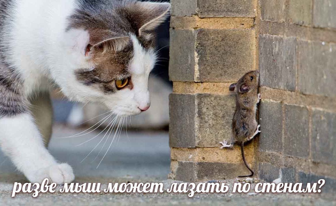 we и: и разве мьии может лазать по стёнам?