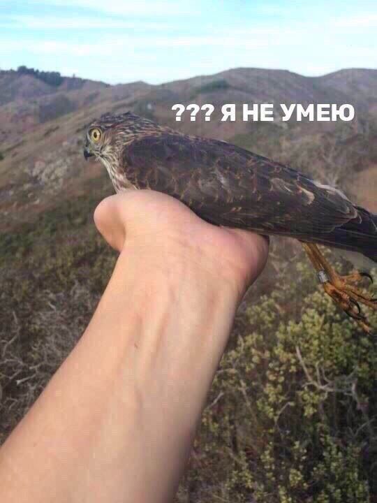 277 я НЕ УМЕЮ