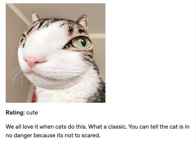 Rating: cute We all love it when cats this. What a classic. You can tell the cat is in no danger because its not to scared.