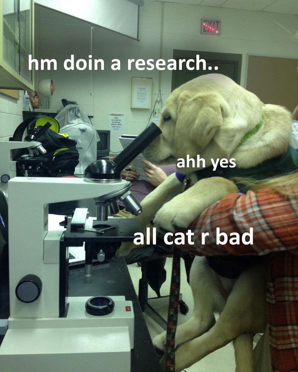 doin a yes all cat bad