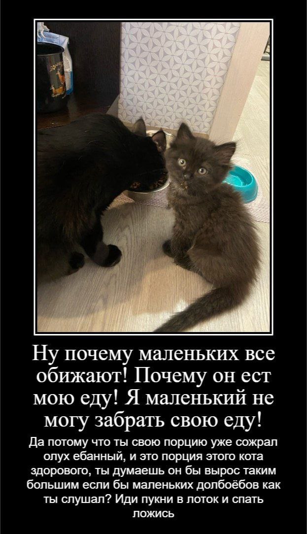 я почему маленьких все обижают! Почему он ест мою еду! Я маленький не могу забрать свою еду Да потому что ты свою порцию уже сожрал олух ебанный, и это порция этого кота здорового, ты думаешь он бы вы