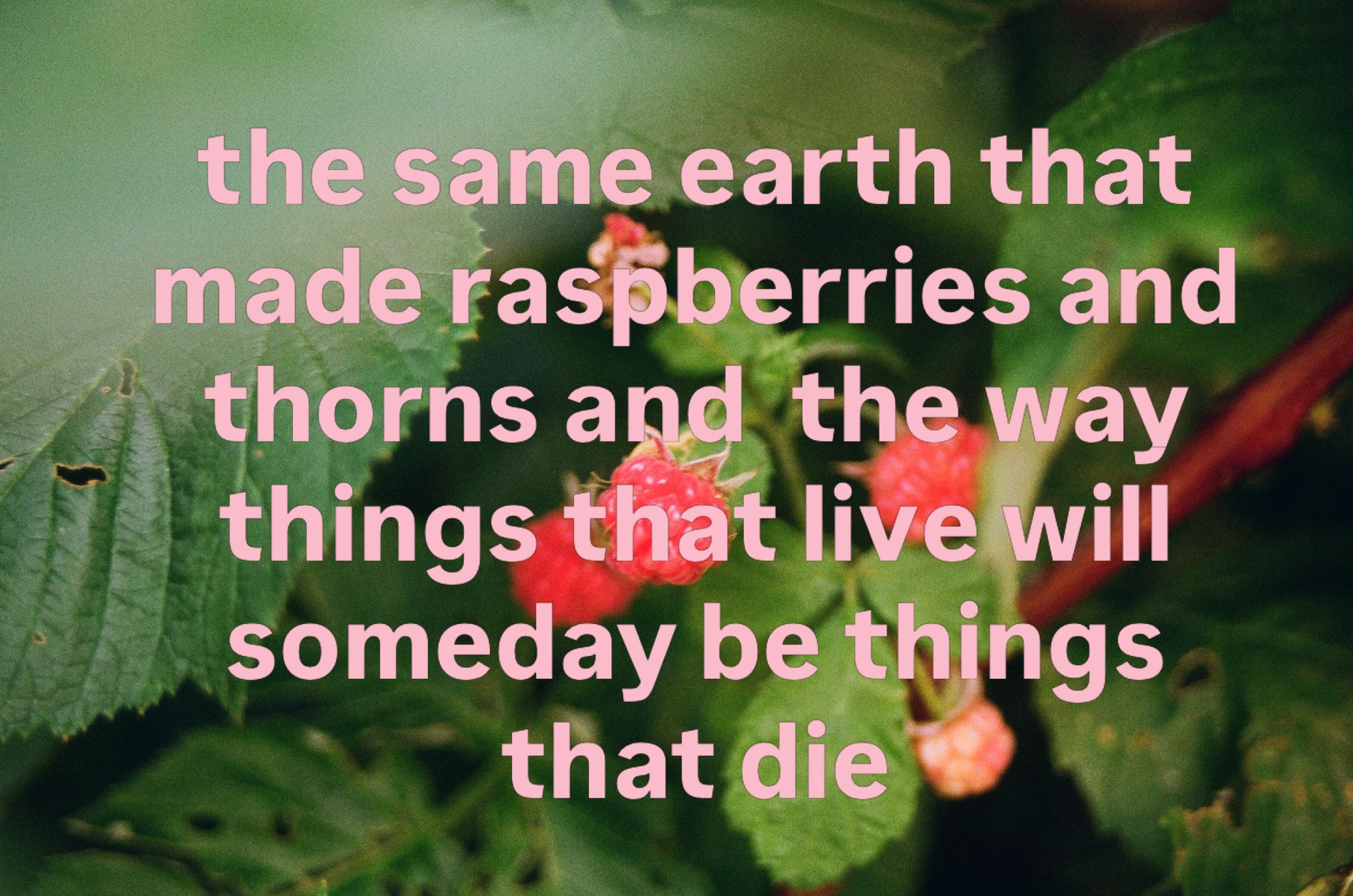 the same earth that made raspberries and thorns and the way things that live will someday be things that die