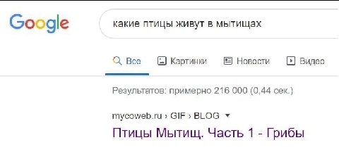 какие птицы живут в мытищах Google О Все Картинки Новости Видео Результатов: примерно 216 000 (0,44 сек.) mycoweb.ru GIF» BLOG Птицы Мытищ. Часть 1 Грибы