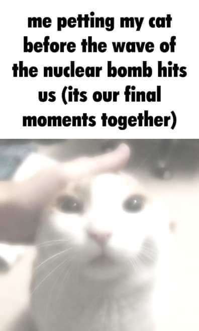 me petting cat before the wave of the nuclear bomb hits (its our final moments together)