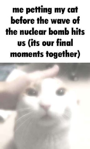 me petting cat before the wave of the nuclear bomb hits (its our final moments together)
