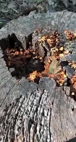 мем