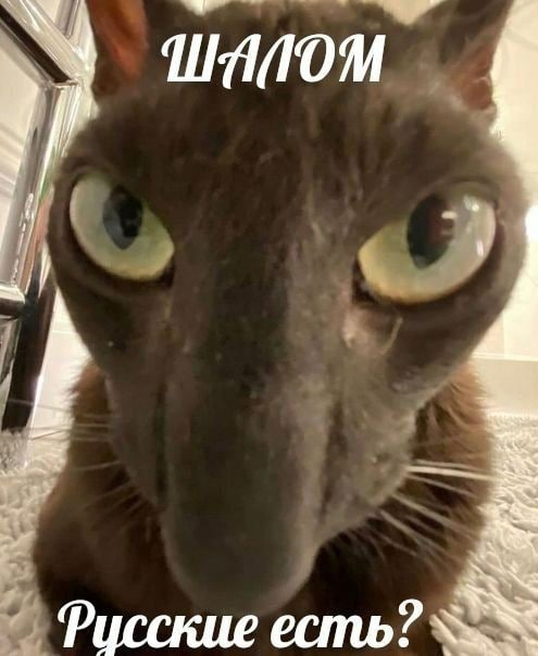 Фусские есть?