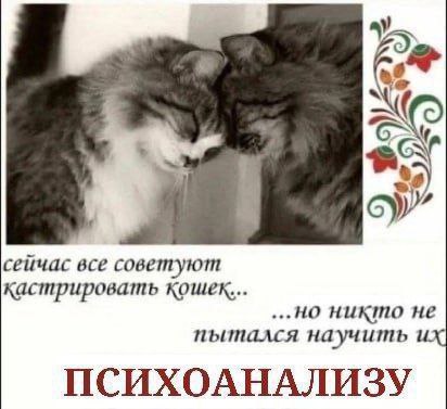 сейчас все советуют кастрировать кошек... ...но никто не пытался научить и: ПСИХОАНАЛИЗУ