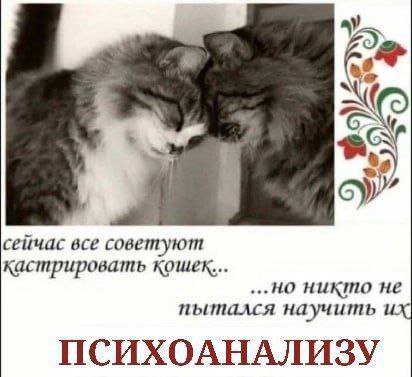 сейчас все советуют кастрировать кошек... ...но никто не пытался научить и: ПСИХОАНАЛИЗУ