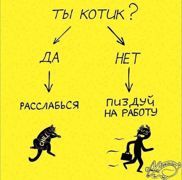 ты котик 2 ДА РАССЛАБЬСЯ НА РАБОТУ