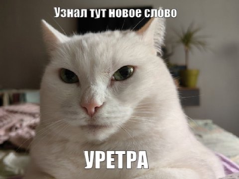 Узнал тут новое слово УРЕТРА