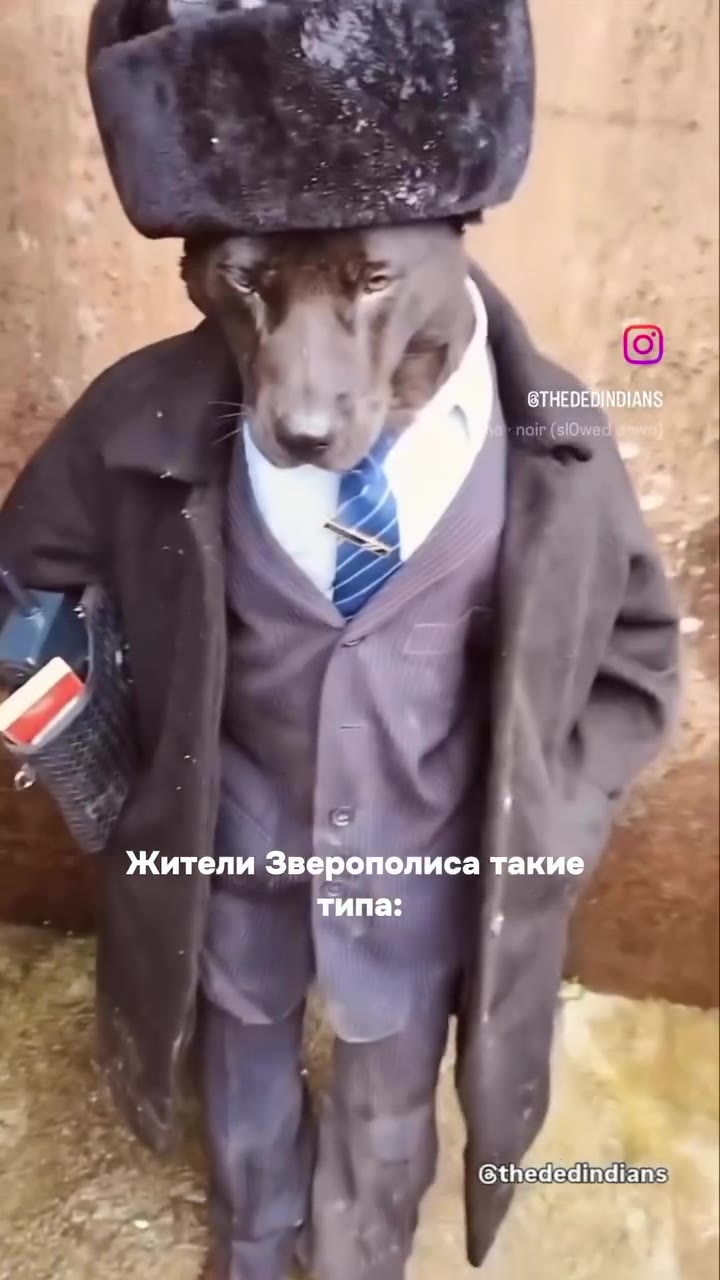 Жители Зверо по, ca такие —