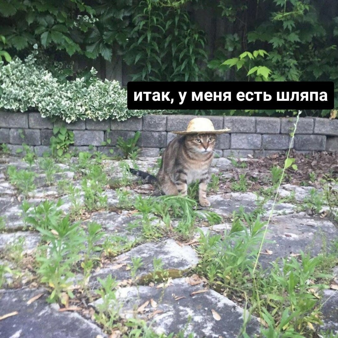 итак, у меня есть шляпа bow у