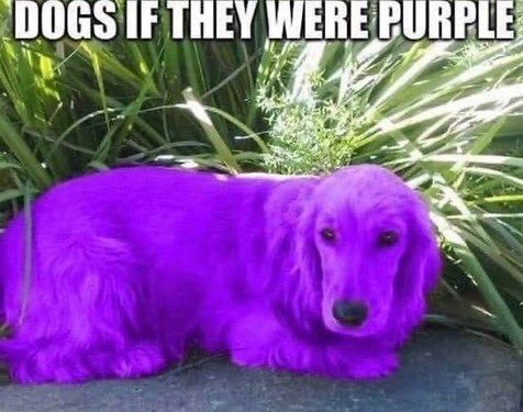 ‘DOGS IF THEY WERE PURPLE: Sey