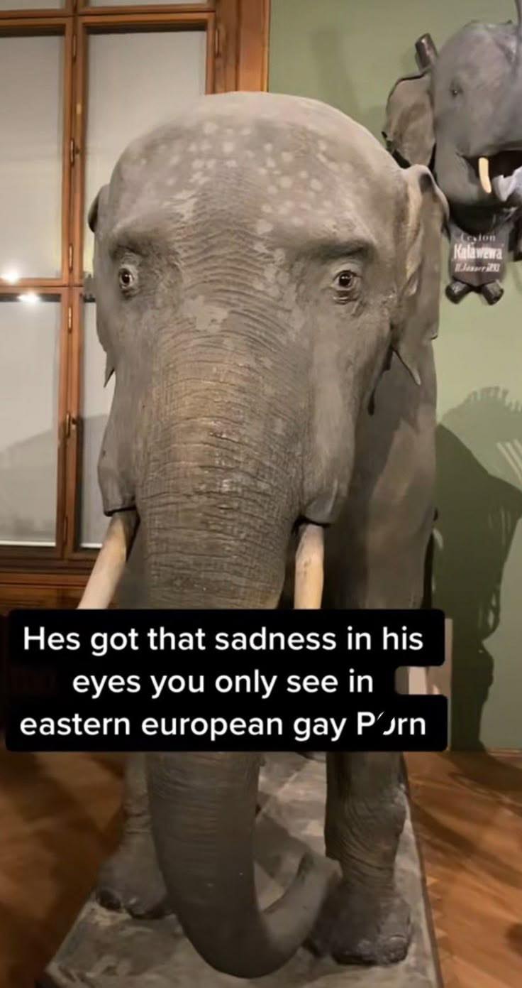 i Hes got that sadness in his eyes you only see in eastern european gay Purn