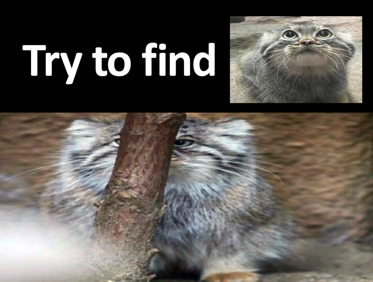 Try to find