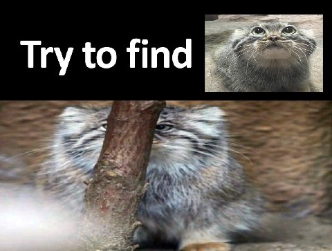 Try to find